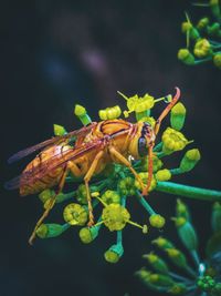 Close-up of insect on flower