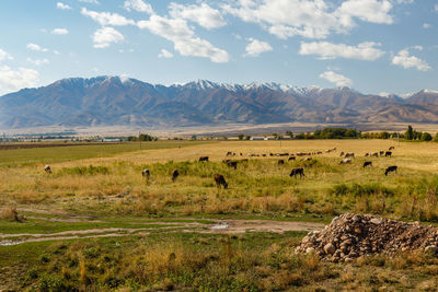 Flock of sheep in a field