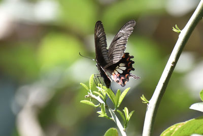 Close-up of butterfly pollinating flower