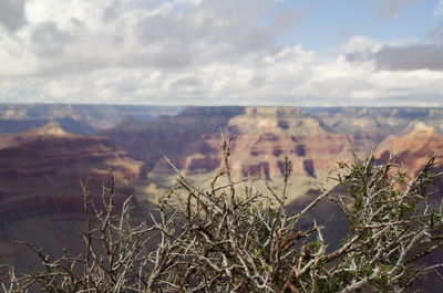 Close-up of dry plants with grand canyon in background against sky