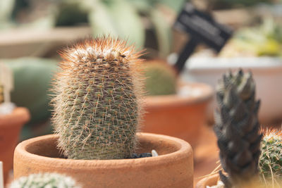 Close-up of cactus in pot