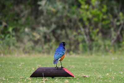 Bird perching on a golf course