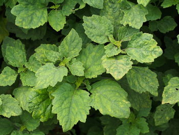 Full frame shot of green leaves