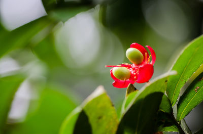 Close-up of red flower blooming outdoors