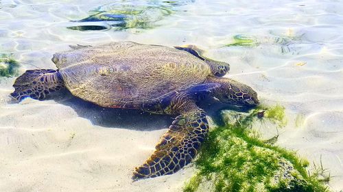 Turtle swimming in sea