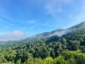 Scenic view of forest against sky