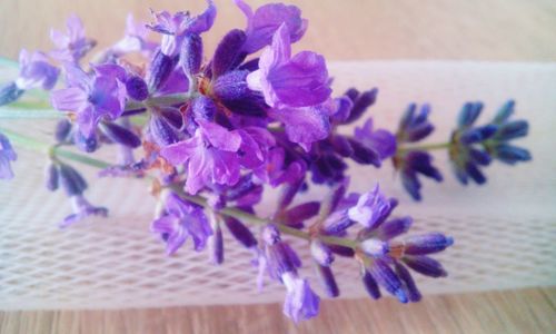 Close-up of purple flower