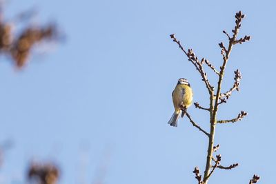 Low angle view of bird perching on tree against clear sky