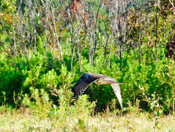 Bird flying over a forest