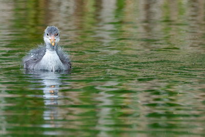 Wild duck in the water