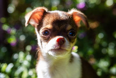 Close-up portrait of dog