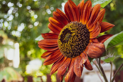 Close-up of sunflower