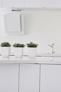Close-up of potted plants at kitchen table 