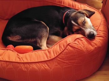 High angle view of dog sleeping at home