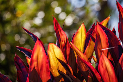 Close-up of red flowering plant