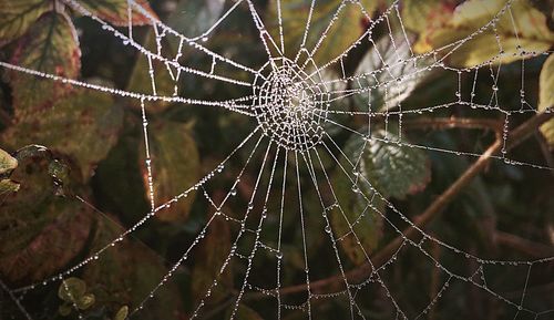 Close-up of spider on web