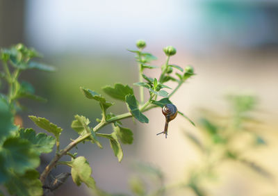 Close-up of insect on plant