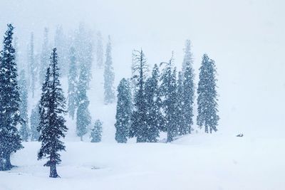 Pine trees on snow covered field during winter