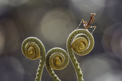 Brown mantish on fern