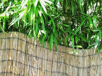 Plants growing on tree trunk