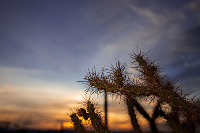 Low angle view of plants against sky during sunset