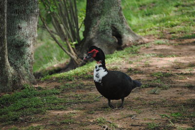 Black muscovy duck on field