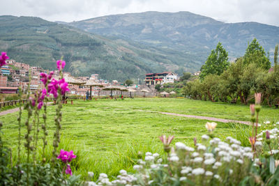 Green meadow near city and distant mountains