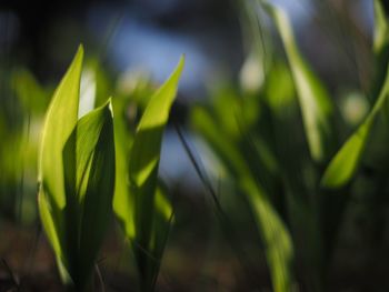 Close-up of plants