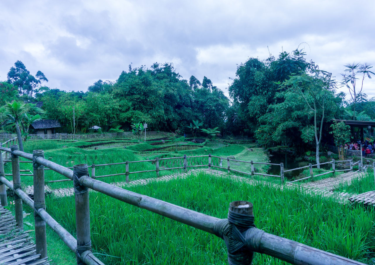 SCENIC VIEW OF TREES ON FIELD AGAINST SKY