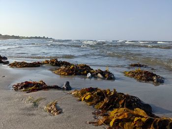 Scenic view of sea against clear sky