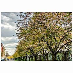 Low angle view of trees against sky