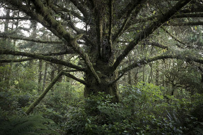 Tree in forest