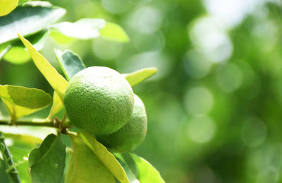 Green lemons on a blurred background, lime background