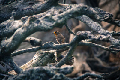 Close-up of bird perching on branch