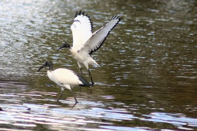 Bird flying over water