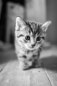 Close-up portrait of cat