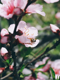 Close-up of white flowers blooming on tree