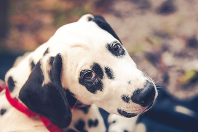 Close-up portrait of dog