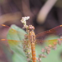 Close-up of dragonfly on twig