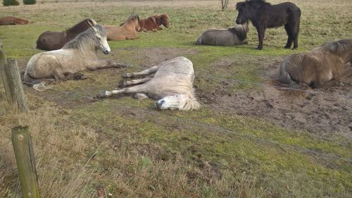 High angle view of pony and horses relaxing on field