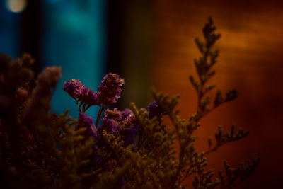 Close-up of purple flowering plant