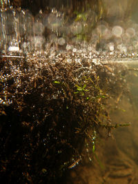Close-up of wet plants during rainy season