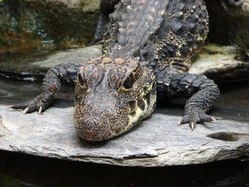 Close-up of crocodile in water