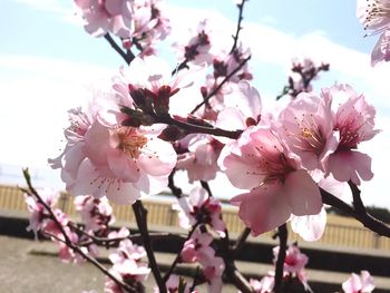 Low angle view of pink flowers blooming on tree