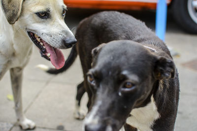 Two dogs walking in the square in broad daylight. salvador, bahia, brazil.