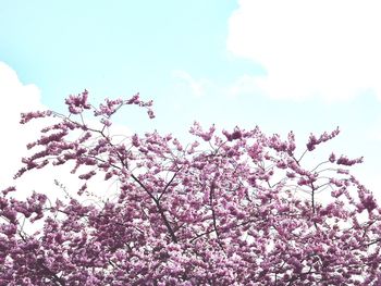 Low angle view of pink flowers