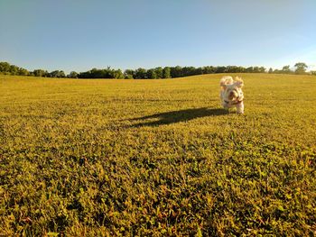 Dog on field against clear sky