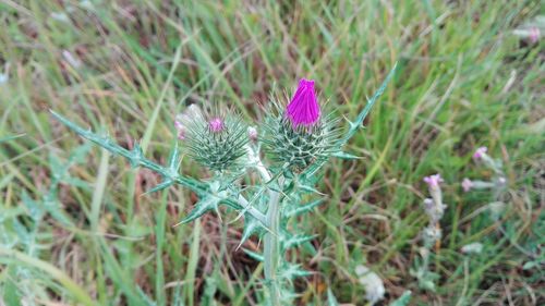 Close-up of flowers in field