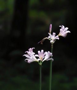 Close-up of flowers