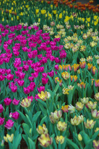 Close-up of pink tulips